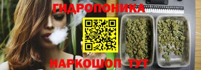 спайс Кингисепп